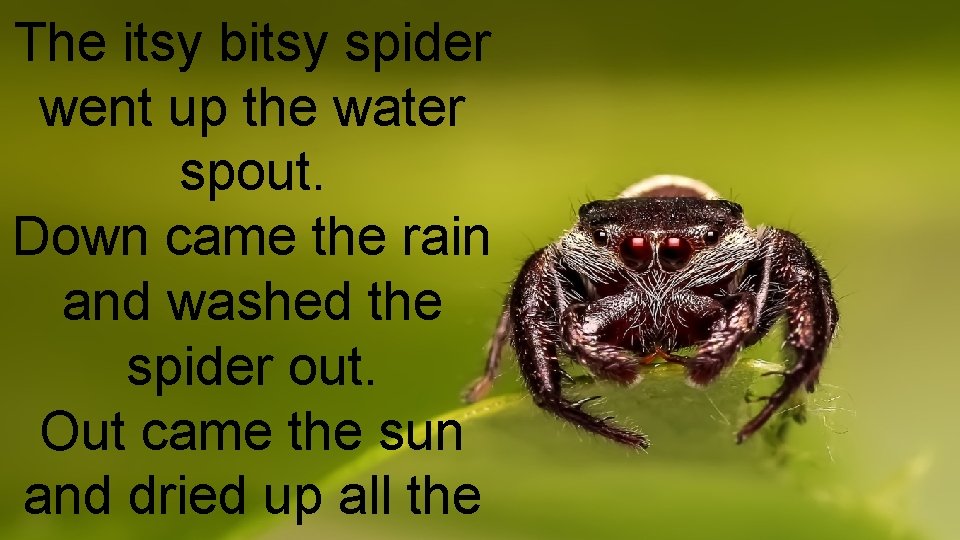 The itsy bitsy spider went up the water spout. Down came the rain and