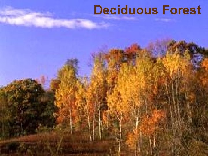 Deciduous Forest 