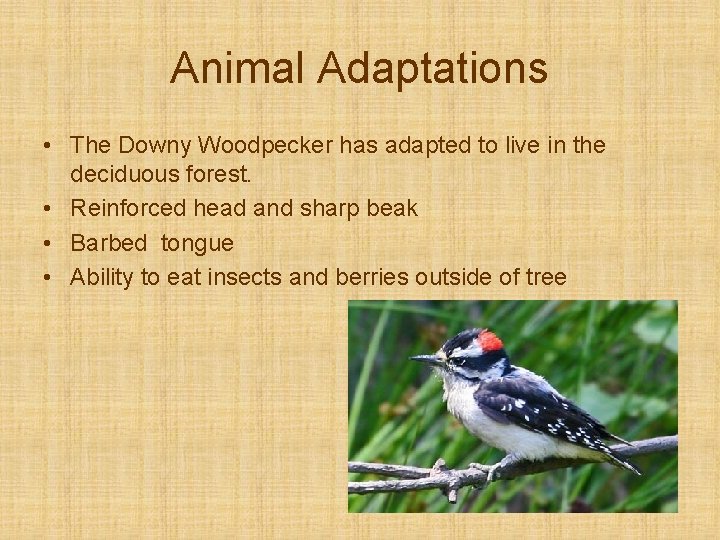 Animal Adaptations • The Downy Woodpecker has adapted to live in the deciduous forest.