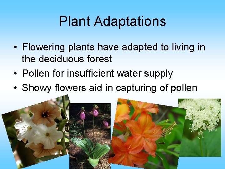 Plant Adaptations • Flowering plants have adapted to living in the deciduous forest •