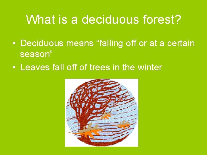 What is a deciduous forest? • Deciduous means “falling off or at a certain
