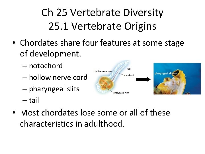 Ch 25 Vertebrate Diversity 25. 1 Vertebrate Origins • Chordates share four features at