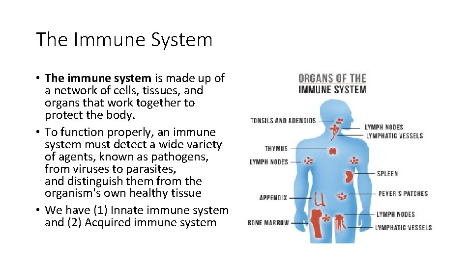 The Immune System • The immune system is made up of a network of