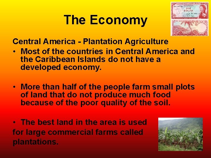 The Economy Central America - Plantation Agriculture • Most of the countries in Central