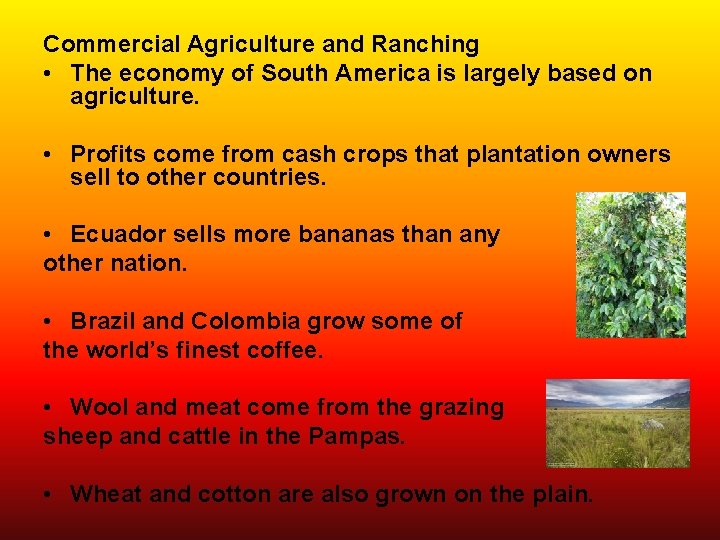 Commercial Agriculture and Ranching • The economy of South America is largely based on