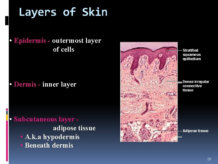 Layers of Skin • Epidermis - outermost layer of cells • Dermis - inner