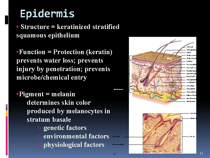Epidermis • Structure = keratinized stratified squamous epithelium • Function = Protection (keratin) prevents