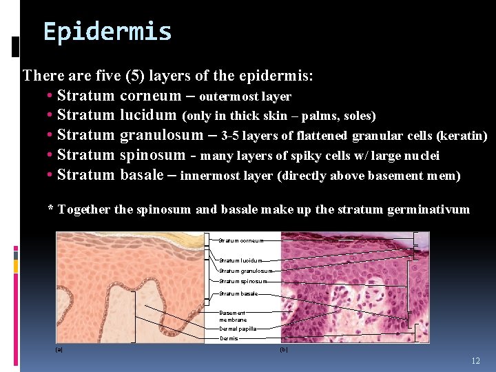 Epidermis There are five (5) layers of the epidermis: • Stratum corneum – outermost