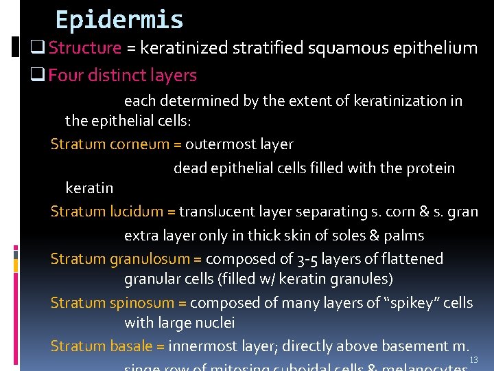 Epidermis q Structure = keratinized stratified squamous epithelium q Four distinct layers each determined