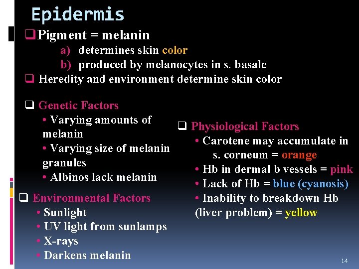 Epidermis q. Pigment = melanin a) determines skin color b) produced by melanocytes in