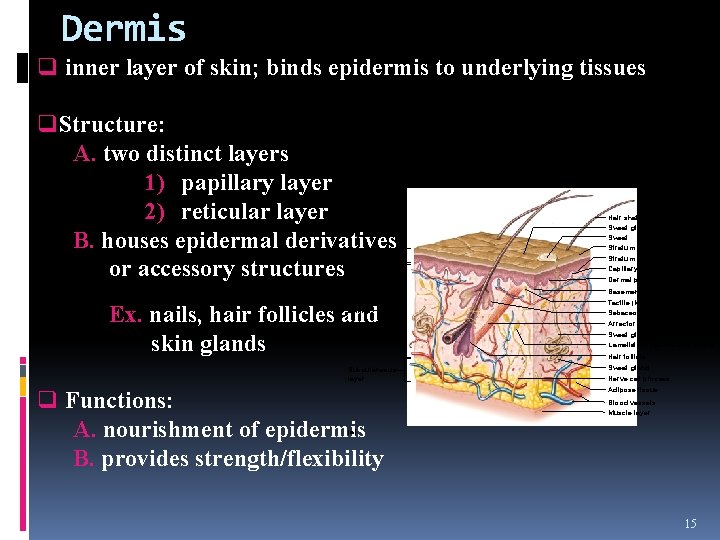 Dermis q inner layer of skin; binds epidermis to underlying tissues q. Structure: A.