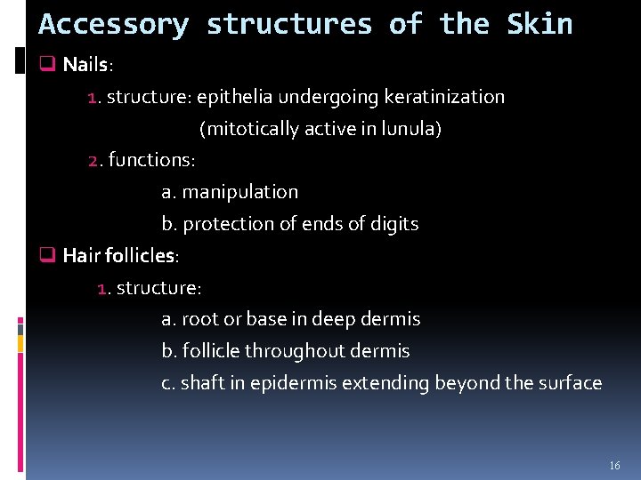 Accessory structures of the Skin q Nails: 1. structure: epithelia undergoing keratinization (mitotically active