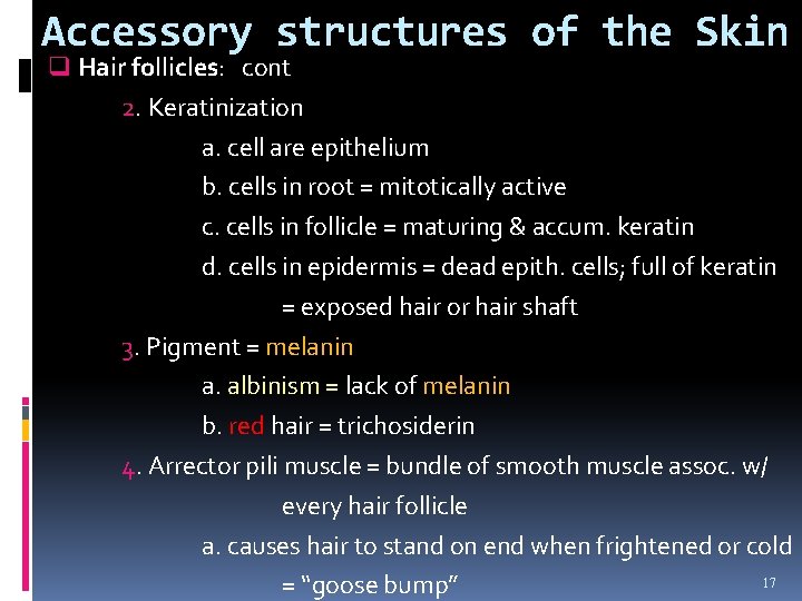 Accessory structures of the Skin q Hair follicles: cont 2. Keratinization a. cell are