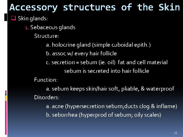 Accessory structures of the Skin q Skin glands: 1. Sebaceous glands Structure: a. holocrine