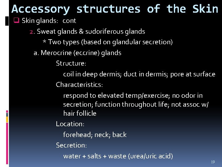 Accessory structures of the Skin q Skin glands: cont 2. Sweat glands & sudoriferous