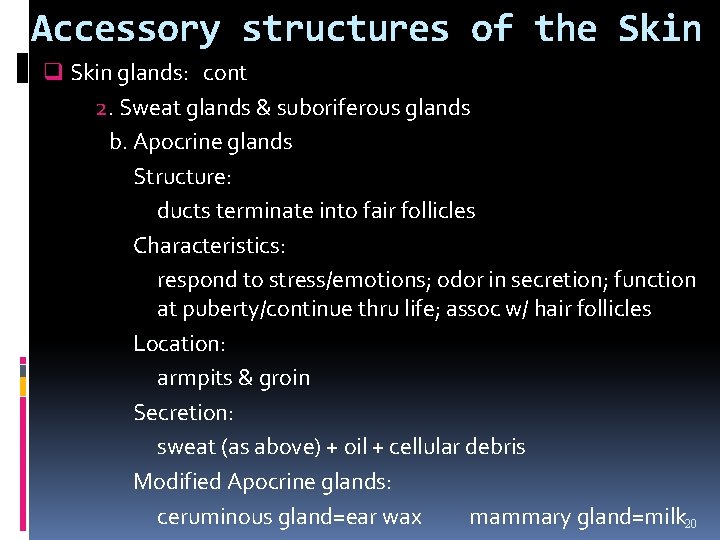 Accessory structures of the Skin q Skin glands: cont 2. Sweat glands & suboriferous