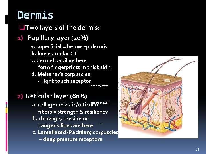 Dermis q. Two layers of the dermis: 1) Papillary layer (20%) a. superficial =