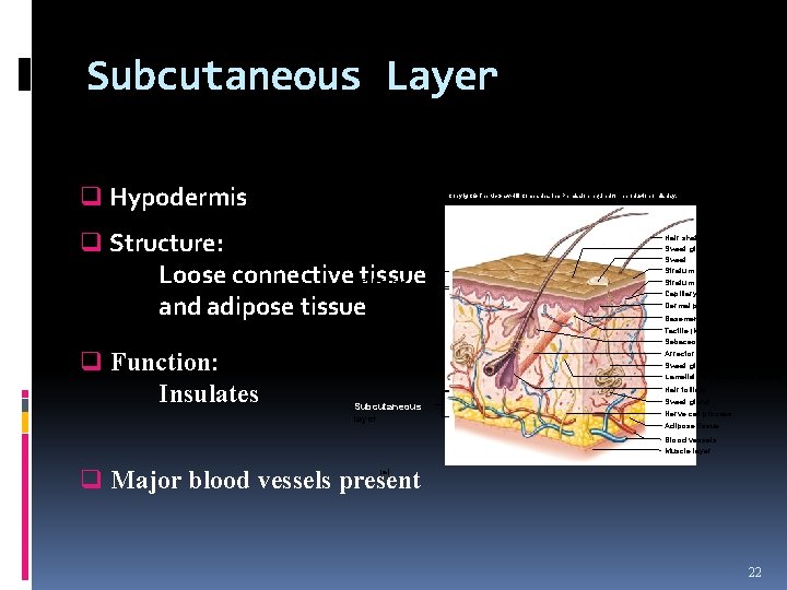 Subcutaneous Layer q Hypodermis Copyright © The Mc. Graw-Hill Companies, Inc. Permission required for