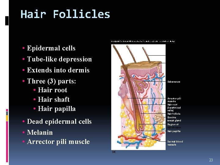 Hair Follicles Copyright © The Mc. Graw-Hill Companies, Inc. Permission required for reproduction or Hair Follicles Copyright © The Mc. Graw-Hill Companies, Inc. Permission required for reproduction or