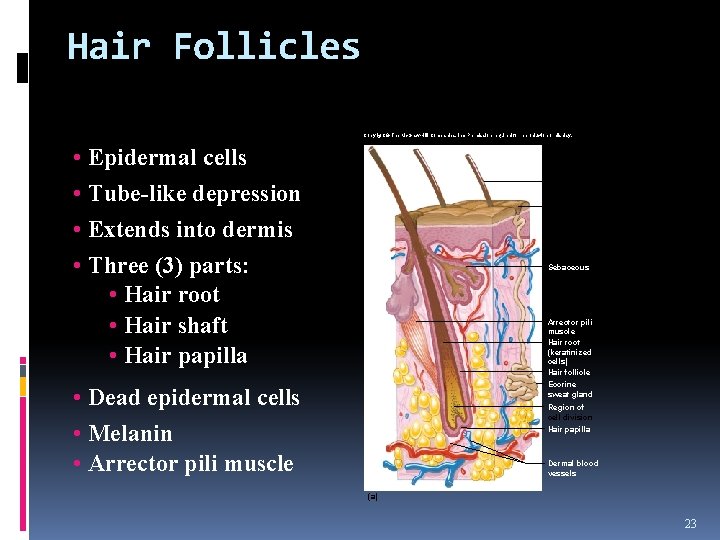 Hair Follicles Copyright © The Mc. Graw-Hill Companies, Inc. Permission required for reproduction or