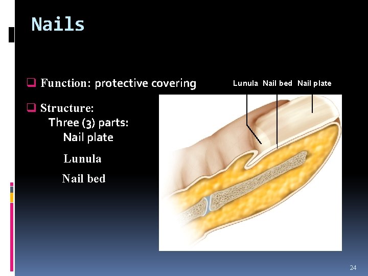 Nails q Function: protective covering Lunula Nail bed Nail plate q Structure: Three (3)