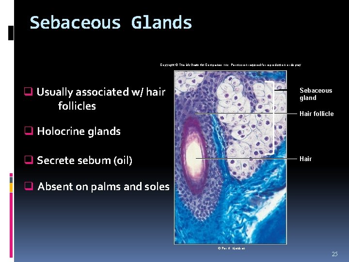 Sebaceous Glands Copyright © The Mc. Graw-Hill Companies, Inc. Permission required for reproduction or