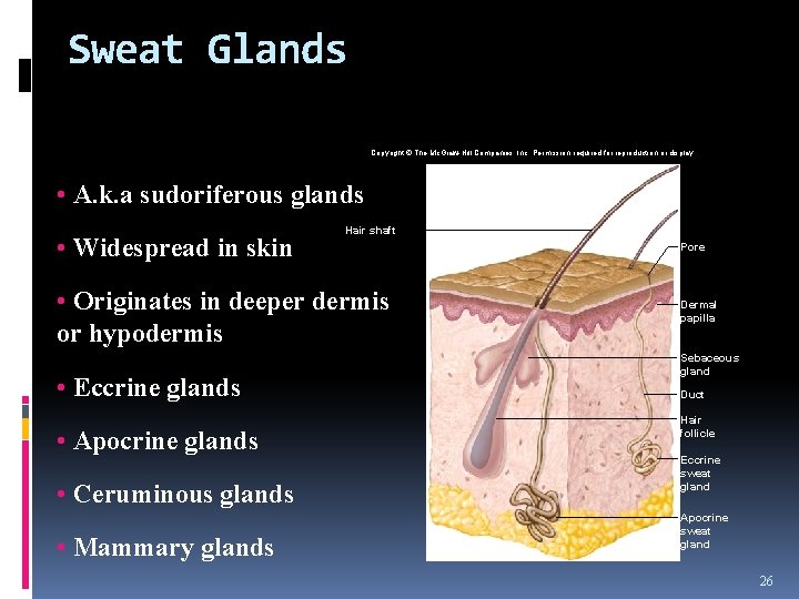 Sweat Glands Copyright © The Mc. Graw-Hill Companies, Inc. Permission required for reproduction or