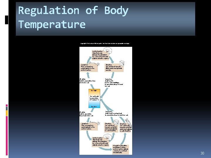 Regulation of Body Temperature Copyright © The Mc. Graw-Hill Companies, Inc. Permission required for