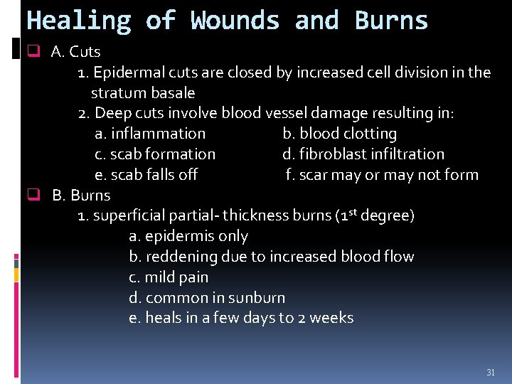Healing of Wounds and Burns q A. Cuts 1. Epidermal cuts are closed by