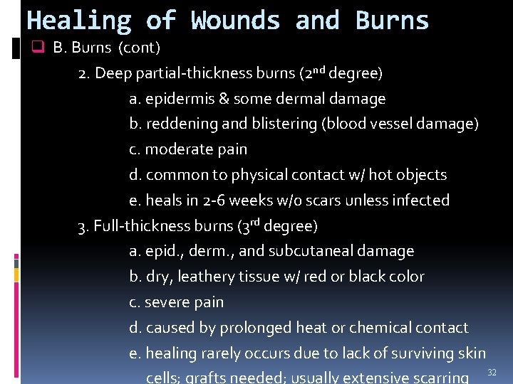 Healing of Wounds and Burns q B. Burns (cont) 2. Deep partial-thickness burns (2