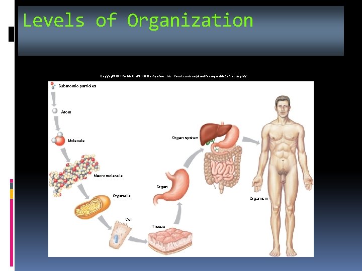 Levels of Organization Copyright © The Mc. Graw-Hill Companies, Inc. Permission required for reproduction