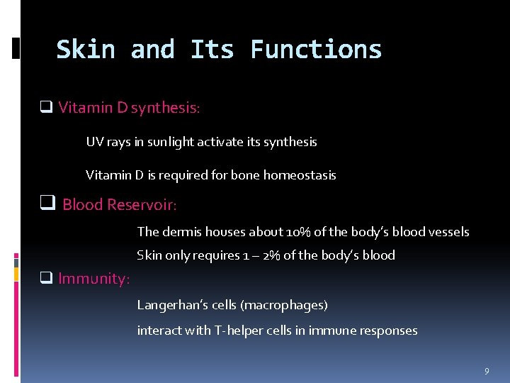 Skin and Its Functions q Vitamin D synthesis: UV rays in sunlight activate its