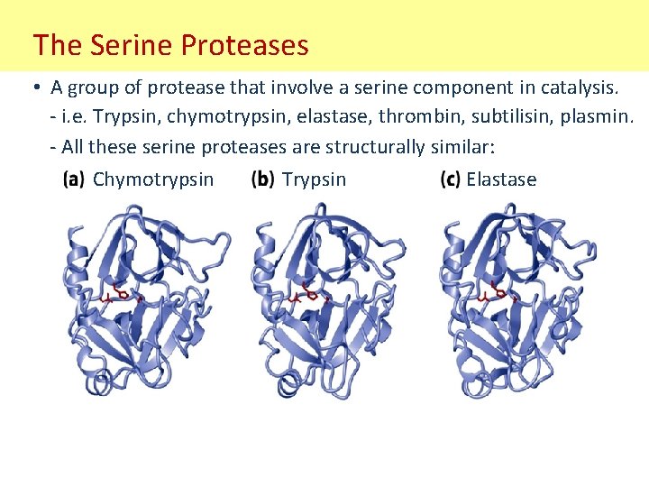 The Serine Proteases • A group of protease that involve a serine component in