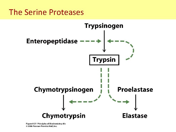 The Serine Proteases 