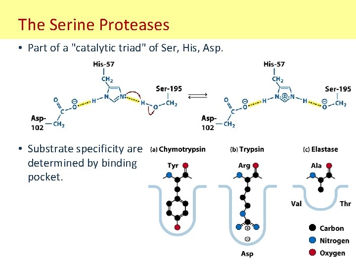 The Serine Proteases • Part of a "catalytic triad" of Ser, His, Asp. •