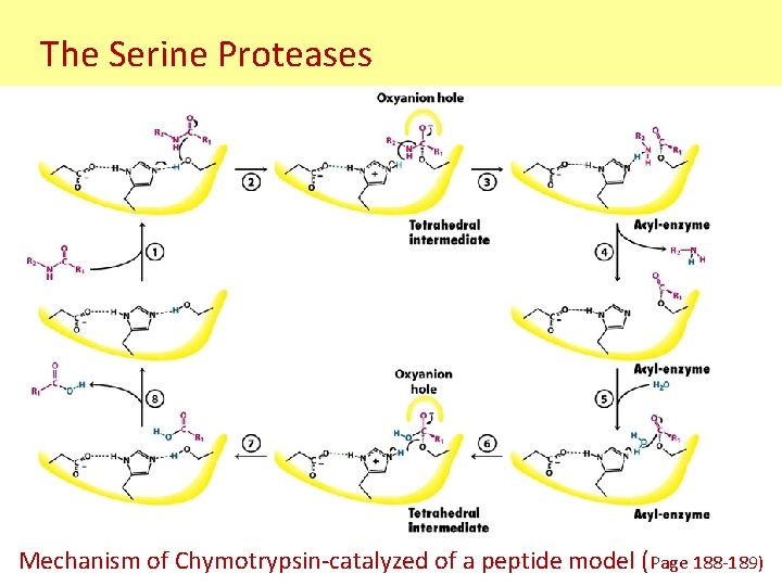 The Serine Proteases Mechanism of Chymotrypsin-catalyzed of a peptide model (Page 188 -189) 