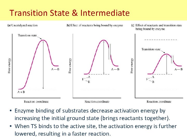 Transition State & Intermediate • Enzyme binding of substrates decrease activation energy by increasing