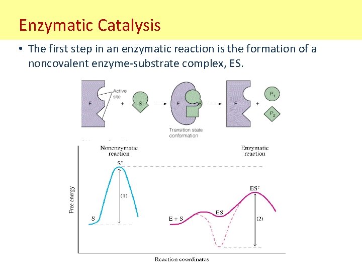 Enzymatic Catalysis • The first step in an enzymatic reaction is the formation of