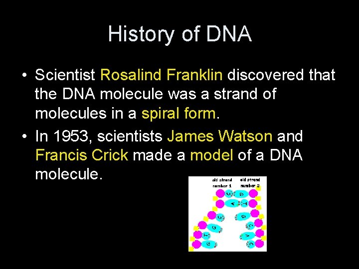 History of DNA • Scientist Rosalind Franklin discovered that the DNA molecule was a
