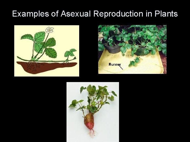 Examples of Asexual Reproduction in Plants 