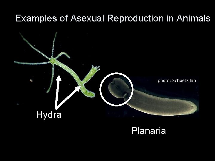 Examples of Asexual Reproduction in Animals Hydra Planaria 