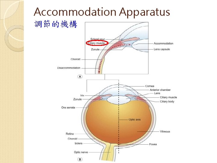 Accommodation Apparatus 調節的機構 