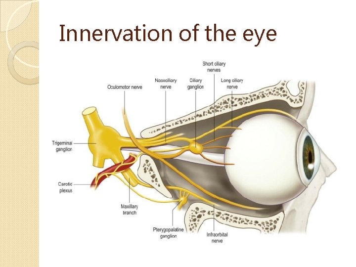 Innervation of the eye 