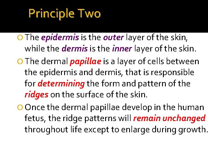 Principle Two The epidermis is the outer layer of the skin, while the dermis