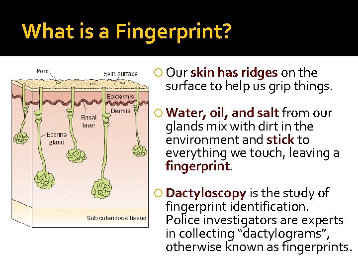 What is a Fingerprint? Our skin has ridges on the surface to help us