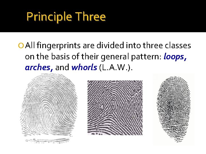 Principle Three All fingerprints are divided into three classes on the basis of their