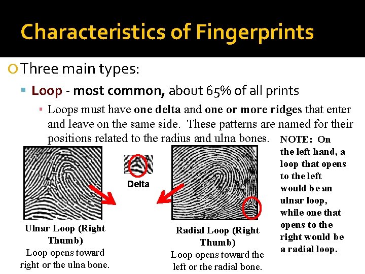 Characteristics of Fingerprints Three main types: Loop - most common, about 65% of all