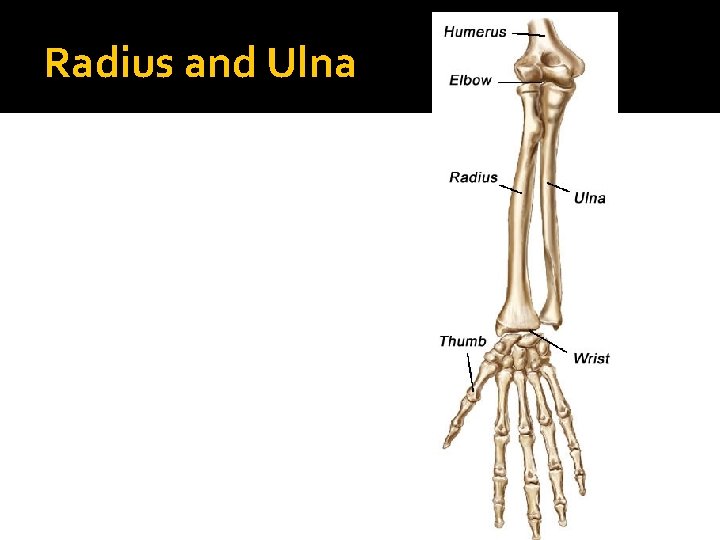 Radius and Ulna 