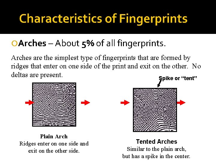  Arches – About 5% of all fingerprints. Arches are the simplest type of