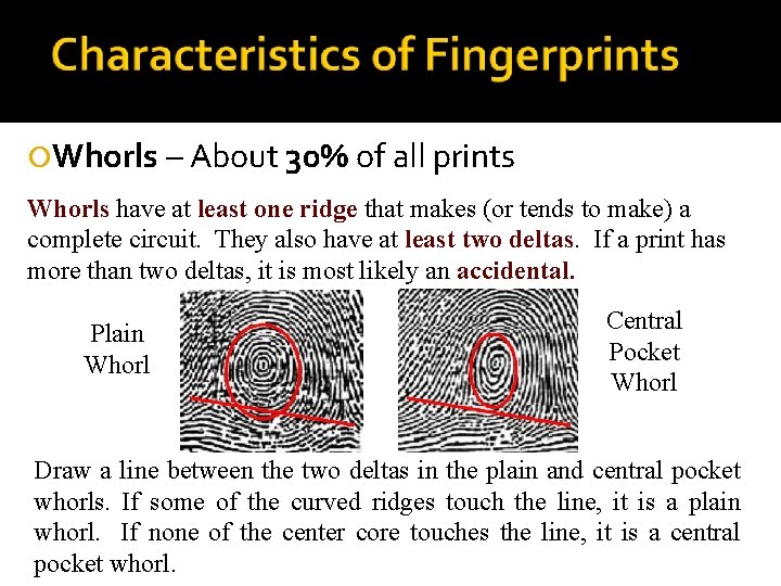  Whorls – About 30% of all prints Whorls have at least one ridge